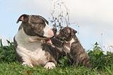AMSTAFF  ADULT & PUPPIES 085